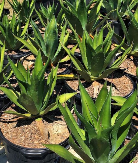 【Special】 Agave horrida × Incomplete pot Agave horrida - Mexcalmetl Agave – Happy Valley Plants